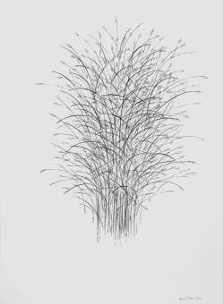 Grundlagen des Zeichnens – Naturstudie und Experiment - Blumen